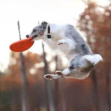 Oprema za kućne ljubimce: Pawfit 3 GPS tracker za pse - Praćenje lokacije u realnom vremenu — 16