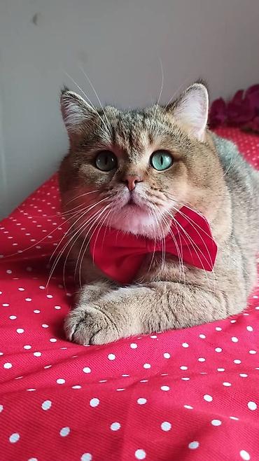 вязку: Вязка кошек ! Не продажа ! Шикарный клубный котик Шотландский — 5