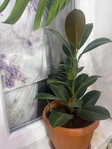 вазы для цветов бишкек: Продаю комнатные цветы 🌹 — 3