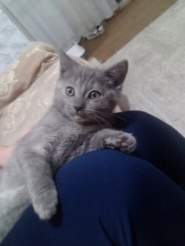 домашние рыбы: Очаровательные котята серо-дымчатого окраса. мама шотландская lalafo.kg да домашние рыбы: Очаровательные котята серо-дымчатого окраса. мама шотландская