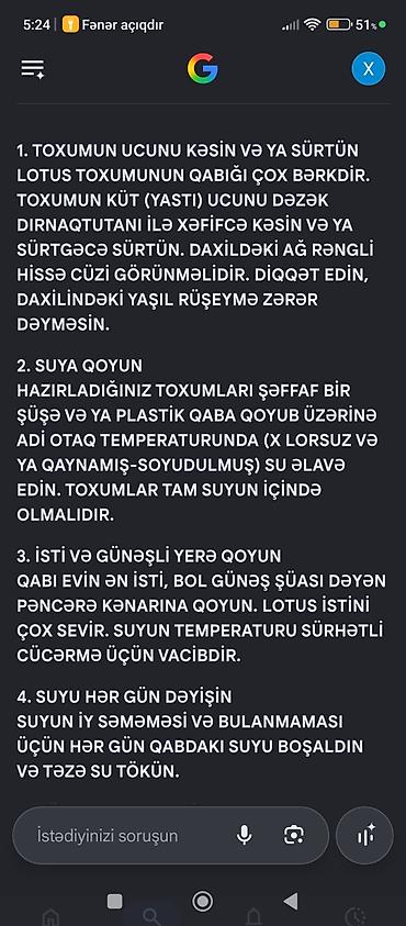 bitki dərmanları satışı: Təbii lotus toxumları – Sumqayıtda Mənbə: dəniz kənarından şəxsən — 2