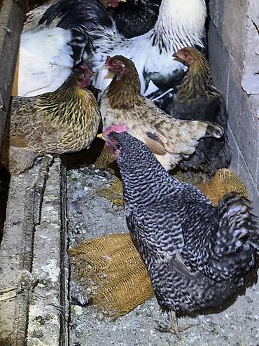 Куры, петухи: Продаю | Куры, Петух | Домашняя | На забой, Для разведения, Несушки — 9