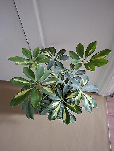 Сингониумы: Коллекция комнатных растений — подборка декоративно-лиственных — 31