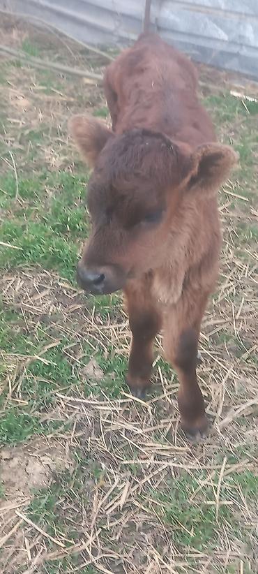 Коровы, быки: Продаю | Тёлка, Музоо, торпок | Алатауская — 9