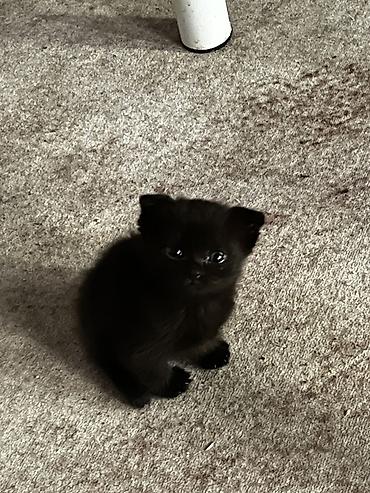 манчкин котята: Котята, домашние - Милые малыши с короткой плюшевой шерстью: есть — 7