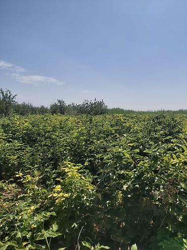 Малина: Продается участок 1 гектар!!! Из которого 60 сотых посажена малина 40 at lalafo.kg — 10 Малина: Продается участок 1 гектар!!! Из которого 60 сотых посажена малина 40 — 10