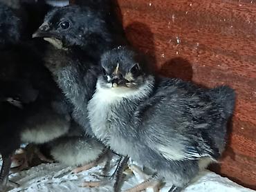quşlar: Həm ətlik həm də yumurtalıq alman sortu olan australorp toyuqlarının — 7