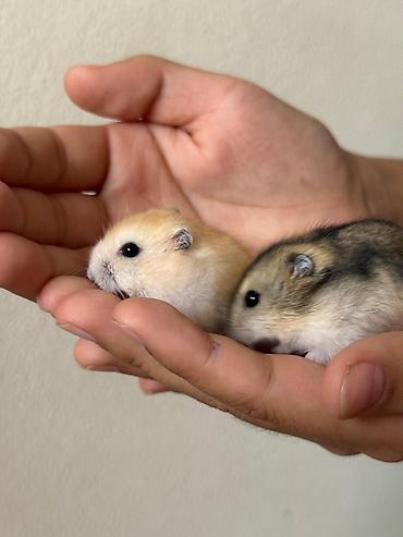 Хомяки: Карликовые хомячки (джунгарики). Два окраса: - песочный (кремово‑рыжий — 4