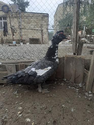 lal ordəy: Erkək, | Macar, Damazlıq, Ünvandan götürmə — 2