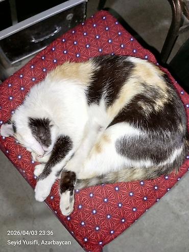 Pişiklər: Dişi, Yaxşı əllərə — 11