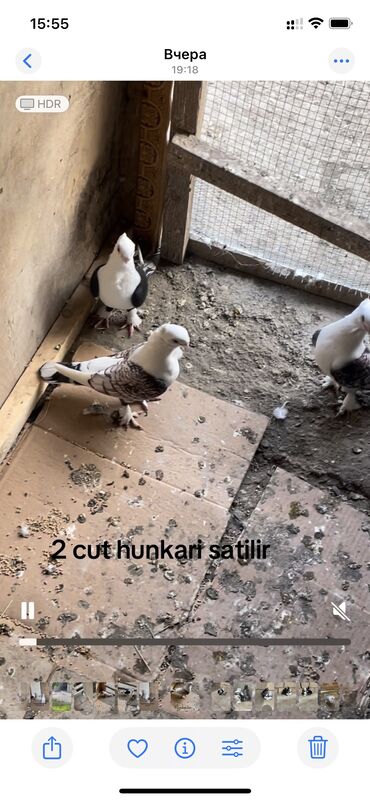 quş satılır: 2 cut hunkariler satilir 
Ciddi alicilar yazsin