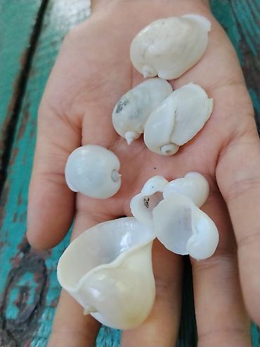 ракушки бонбоньерки: Морские ракушки «перламутровые лунные» (Naticidae, «moon shells») — — 1
