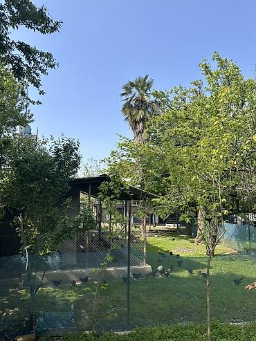 pustə ağacı satılır: Həyətimizdə böyütdüyümüz 33 illik Trachycarpus palmasını satıram — 2