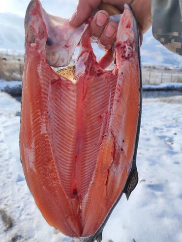 Мясо, рыба, птица: Живая форель всегда в наличии Замороженная форель Оптом от 0.8 кг выше