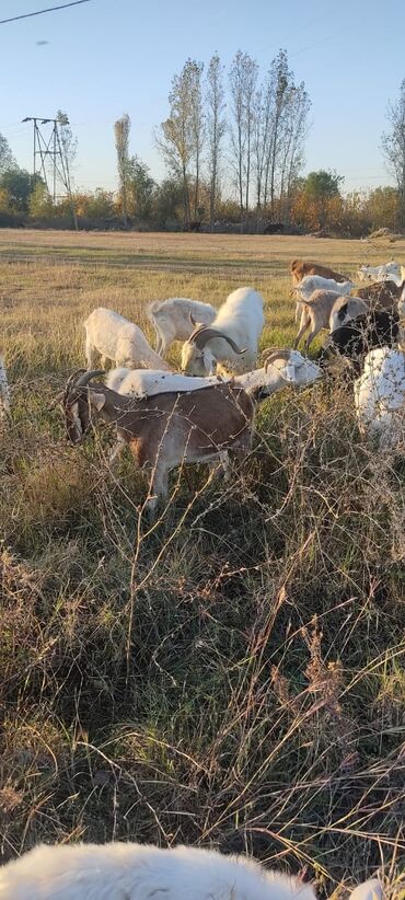 Keçi, çəpiş: 2 təkə 42 ədəd dişi kecilər var Təkəsini alib hamisi bogazdi kom — 9