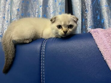 Pişiklər: Şotland yastı qulaq, Erkək, Dişi, Yaxşı əllərə, Ünvandan götürmə, Pulsuz çatdırılma, Ödənişli çatdırılma — 110