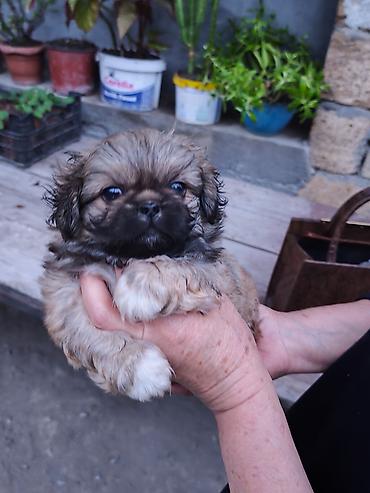 İtlər: Pekines, 1 ay, Erkek — 1