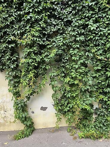 свечи красные: Девичий виноград (Parthenocissus quinquefolia) — вьющаяся лиана для — 1