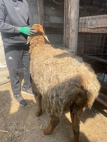 Баран, овца: Продаю | Овца (самка), Ягненок | Для разведения | Матка — 3