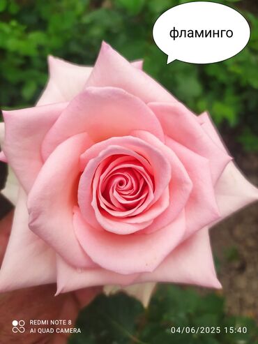 Şitillər: Məhsul: Bağ bitkiləri və meyvə fidanları seçimi - Hibiskus (Rose of — 62