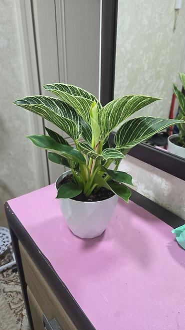 Антуриумы: Антуриум Андре (Anthurium andreanum) - Эффектный комнатный ароид с — 17