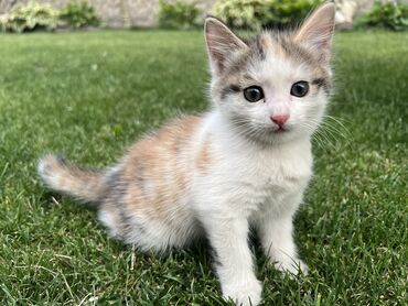 шотландская вислоухая кошка черная: 2 месяца, Девочка, Приучена к лотку, Проглистована