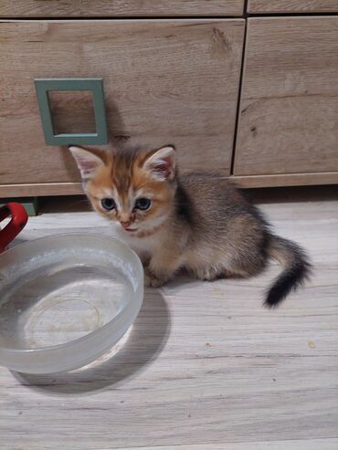 Pişiklər: Şotland, Erkək, Dişi, Yaxşı əllərə, Ünvandan götürmə — 24