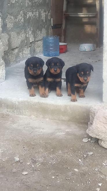 İtlər: Rotveyler, 2 ay, Erkək, Peyvəndli, Ünvandan götürmə -da lalafo.az — 12 İtlər: Rotveyler, 2 ay, Erkək, Peyvəndli, Ünvandan götürmə — 12