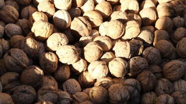 орех оптом: Продаю грецкие орехи, продаю грецкие орехи, продаю грецкие орехи! ! !