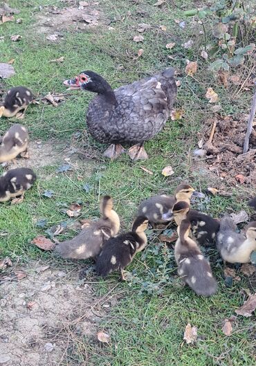 Ördəklər: Dişi, | Macar, Damazlıq, Pulsuz çatdırılma — 1