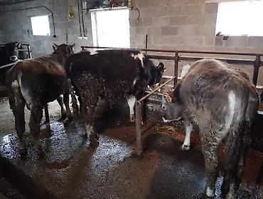 Коровы, быки: Продаю | Бык (самец) at lalafo.kg — 2 Коровы, быки: Продаю | Бык (самец) — 2