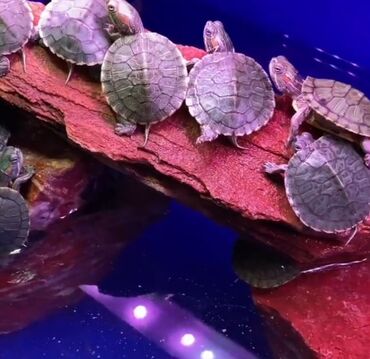 aquarium: Черепаха черепаха черепаха черепаха