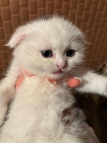 Pişiklər: Şotland yastı qulaq, Erkək, Dişi, Yaxşı əllərə, Ödənişli çatdırılma, Pulsuz çatdırılma, Ünvandan götürmə — 4