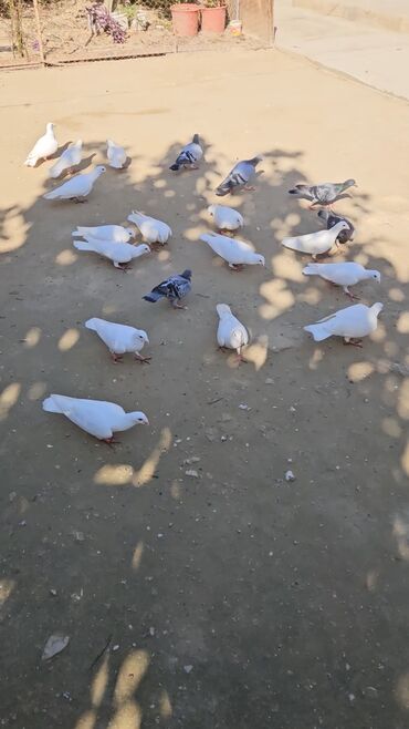 пудель карликовый цена: 25 eded drakondu tek tek 20 azn. Hopdum 15 azn real alanar buyursun