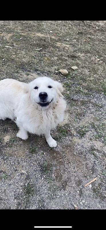 İtlər: Retriver temiz Ev itidir dil kamanda bilir oynamagi sevir remensiz — 7