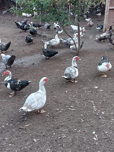 ordek satisi: Muscovy ördəkləri (hind ördəyi) – çoxsaylı sürü Qiymətləri Ferqlidir — 1
