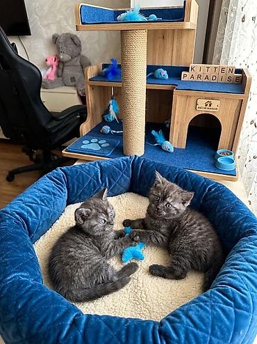 Pişiklər: Şotland, Erkək, Dişi, Ünvandan götürmə — 8