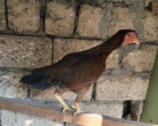 Digər quşlar: Heyratı ailəsi satılır. Pleymut beçə 7 aylıq 80azn, fərələr tək-tək 40 — 9