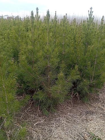 Tinglər: Şam (pine) tingləri – iynəyarpaq landşaft ağacı - Növ: Şam ağacı — 4