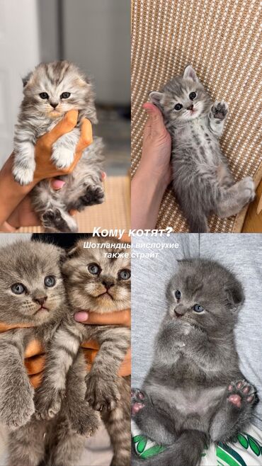 шотландский вислоухий котенок цена: Скотиш Фолд (Шотландская вислоухая), 1 месяц, Девочка, Приучена к лотку, С прививками