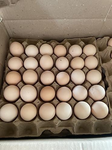 овощи и фрукты: 🥚 яйца куриные прямо с фермы, Оптом и в розницу! Корм оазис Агро! В — 3