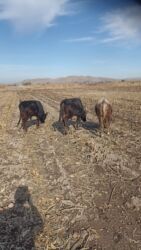 купить собаку корса: Продаю | Бык (самец), Тёлка