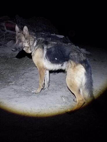 продажа собак в бишкеке: Немецкая овчарка, классический окрас (чёрно‑рыжий, седло), прямые уши