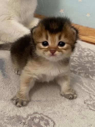 Pişiklər: Şotland — 30