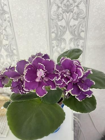 Фиалки и глоксинии: Фиалочки!!! Продам: 1. Укорененные черенки стандартных сортовых — 22