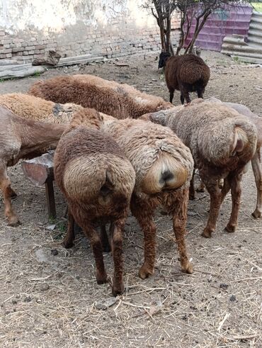 катумские овцы: Продаю |