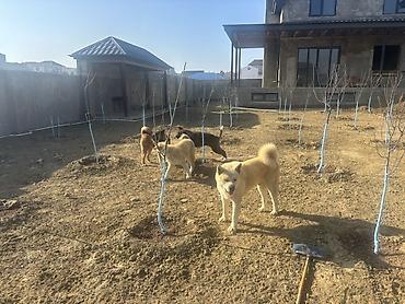 it satisi 2020: Akita-inu, 6 ay, Erkək — 6