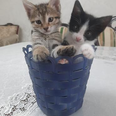 даром кошки: Котята — домашние любимцы - Два очаровательных короткошерстных — 1