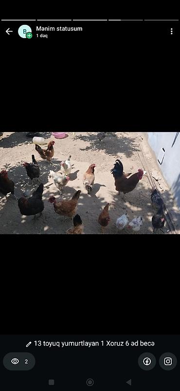 beçə: Toyuq, Damazlıq — 1