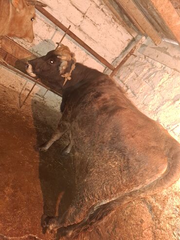 Inəklər, öküzlər: 3 de qisir iney 4850 ze deyirem kom satilir tekliyende qiymet ferqli — 21